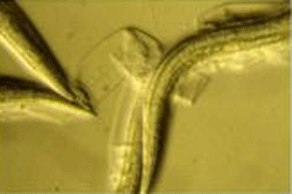 how to kill nematodes onskin using old time remedies